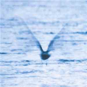 Ryo Fukui - Mellow Dream download flac mp3