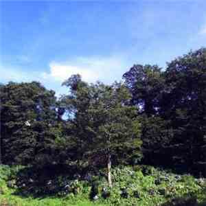 Various - The Silence Was Warm Vol.4 download flac mp3