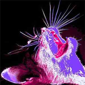 Mossenek - Old Yelling EP download flac mp3