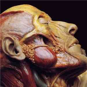 Lymphatic Phlegm - Show-Off Cadavers - The Anatomy Of Self Display download flac mp3