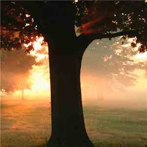 Nanook  - In The Shadow Of Leaves download flac mp3
