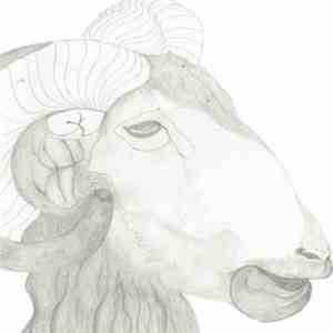 Carola Pisaturo - Animals Amans download flac mp3