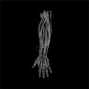 Borealis  - Lovewarm download flac mp3