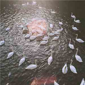 Elastic  - Below Shadows download flac mp3