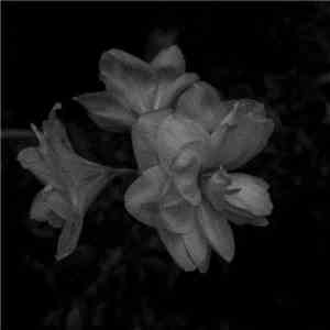 Weeping Wound - Growth download flac mp3