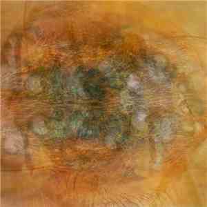 Solypsis - Where Only The Insects Have Eyes download flac mp3
