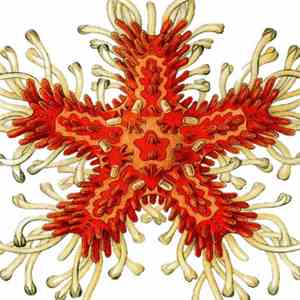 Giant Squid - The Ichthyologist download flac mp3