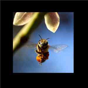 Monsieur Renard - Bee Free, Fly Free download flac mp3