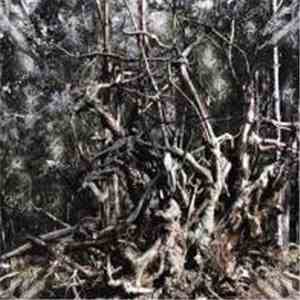Folge Dem Wind - Hail The Pagan Age download flac mp3