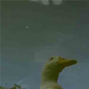 Gecko  - Piano Duck download flac mp3