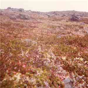 Dusa - Ljung download flac mp3