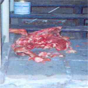 Excrement Specimen - Päiviönkatu 35 download flac mp3