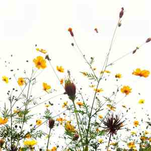Gallery Six - This Disconsolate World download flac mp3
