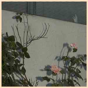 Soft Kill - Savior download flac mp3