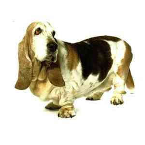 Perro Bravo  - Hundejahre download flac mp3