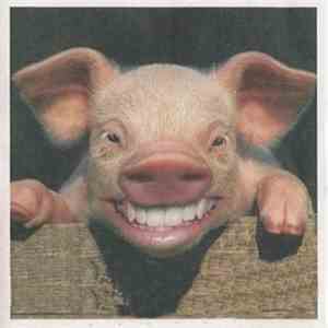 Porc O'Pine - Untitled download flac mp3