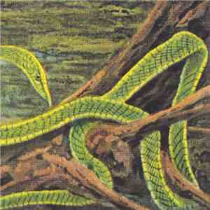 Rainforest Spiritual Enslavement - Green Graves download flac mp3