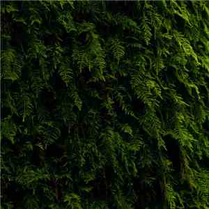 Various - The Wandering II Compilation download flac mp3