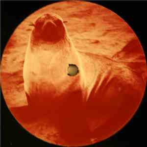 Seal - Killer (Lexicon Avenue Mix) download flac mp3