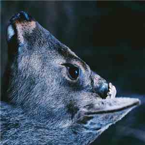 toe  - The Book About My Idle Plot On A Vague Anxiety download flac mp3