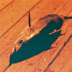 Celer - Hell Detoured download flac mp3