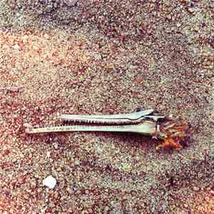 Hospital Ships & Heartscape Landbreak - Mary Of Quito / Seed Song download flac mp3