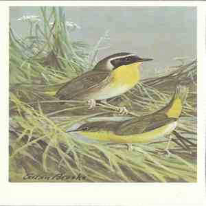 No Artist - Yellowthroat download flac mp3