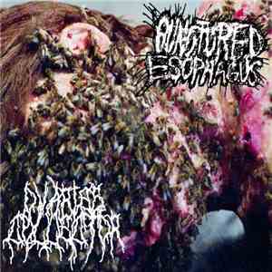 Punctured Esophagus / Ovaries Collector - Punctured Esophagus/Ovaries Collector download flac mp3