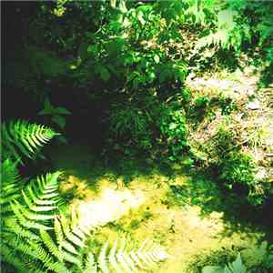 Coppice Halifax - Jel Gun download flac mp3