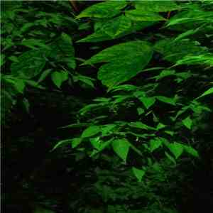 estinte forme & blvckvolga - Estinte Forme & Blvckvolga download flac mp3
