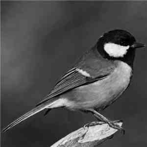 elizabeth Veldon - Golden Head, Black Wing download flac mp3