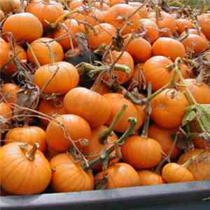 Oubliette - Pumpkins download flac mp3