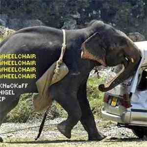 Wheelchair Wheelchair Wheelchair Wheelchair - Knockoff Nigel EP download flac mp3