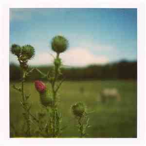 From The Willowmeadow - La Douleur Exquise flac mp3 download