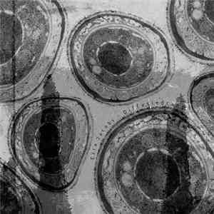 Ezra Jacobs - Diffusiedrang download flac mp3