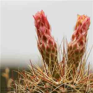 Tom Blancarte - The Shortening Of The Way download flac mp3