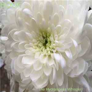 Boof - The Hydrangeas Whisper download flac mp3