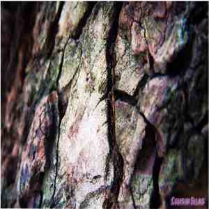 Cousin Silas - Twang 6 (Structures) flac mp3 download