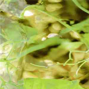 Adam Pacione - A Still Life download flac mp3